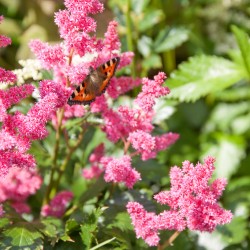 Astilbe och fjäril