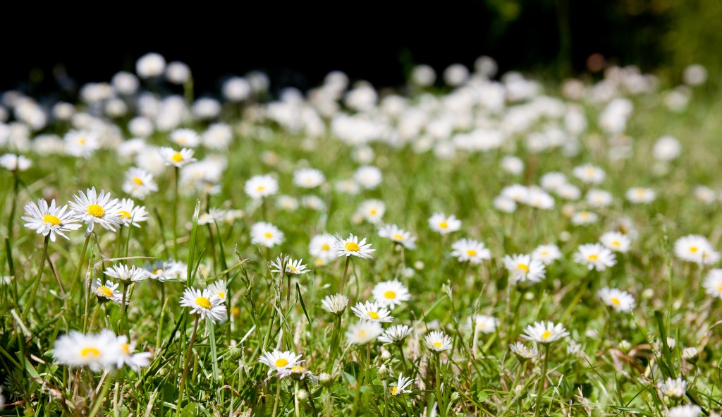 Skönblommande gräsmatta