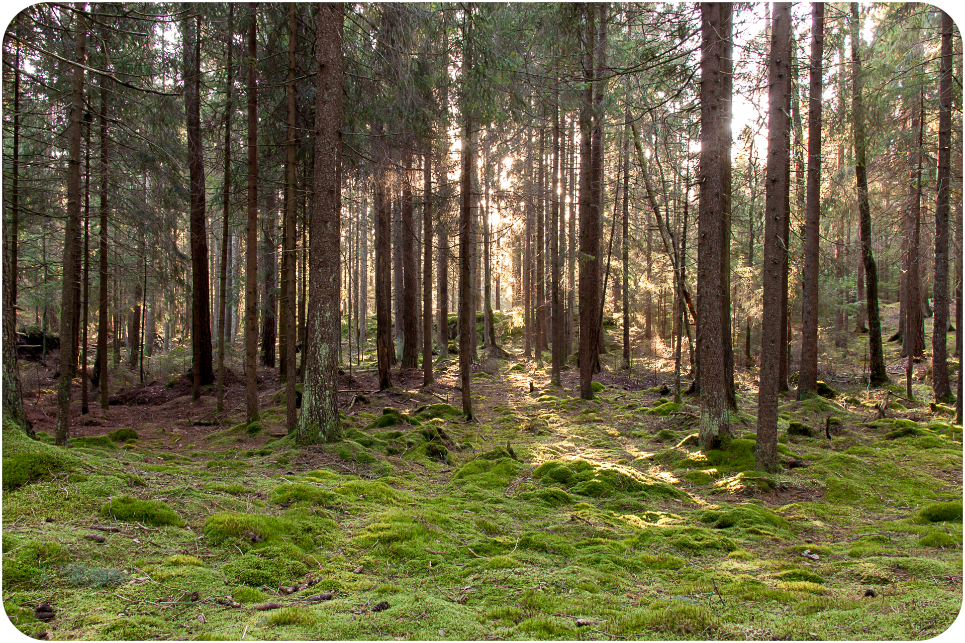 Kvällssol i skogen